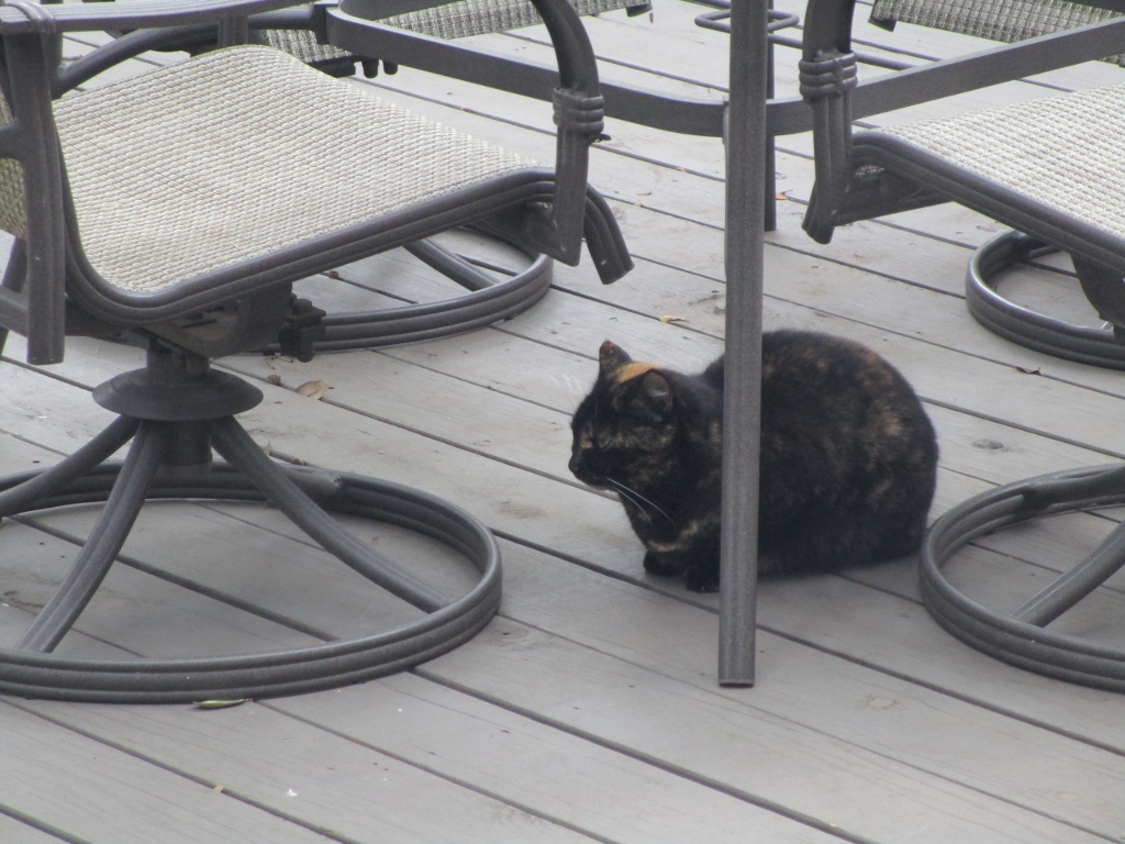 Coyote Taking Cat Out Of Back Yard Coyote Taking Cat Out Of Back Yard