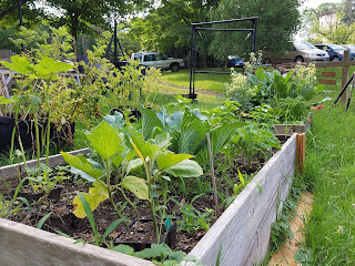 urban homesteading ideas