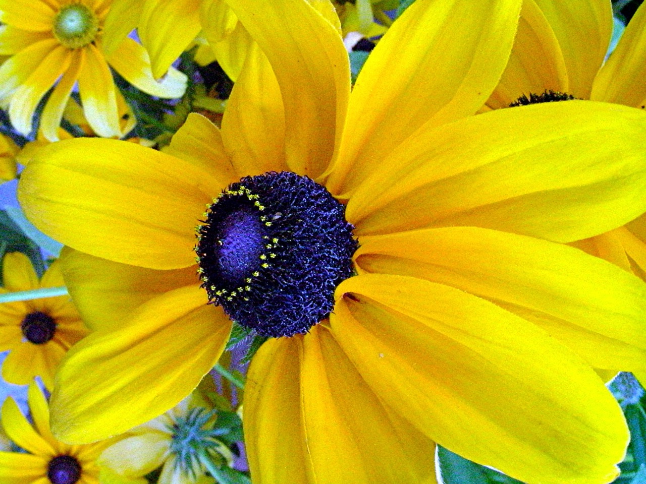 Yellow Flower Wallpaper