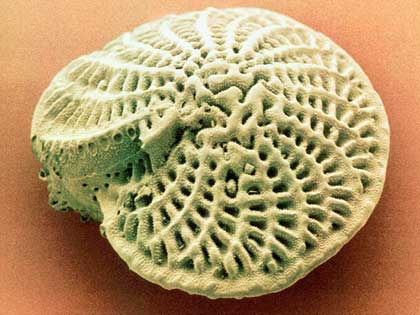 Filum Foraminifera