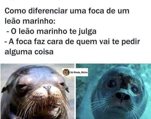 Memes engraçados Memes engraçados