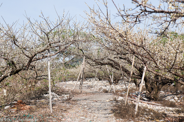 云饌休閒庭園用餐飽覽大甲溪馬鞍後池湖光山色,池邊梅園賞梅花 云饌休閒庭園用餐飽覽大甲溪馬鞍後池湖光山色,池邊梅園賞梅花