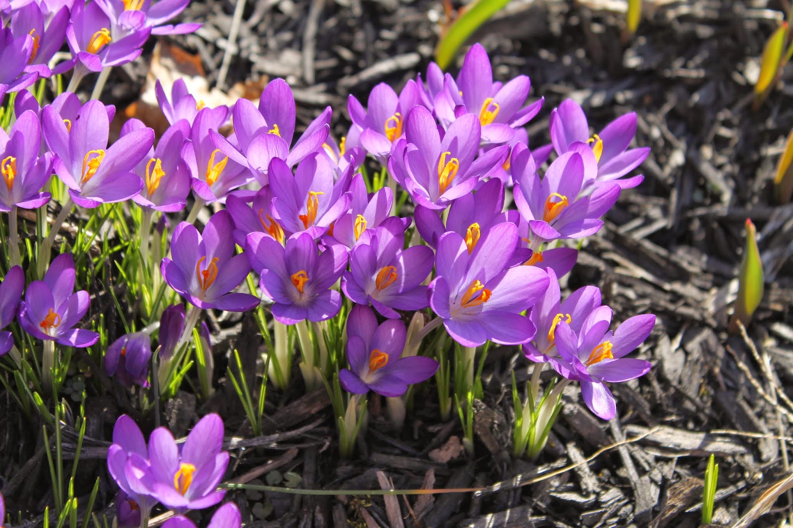 Next Gen House: starting seeds indoors: week 3