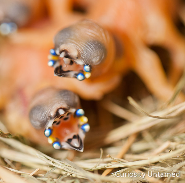 Curiosity Untamed The cycle of life