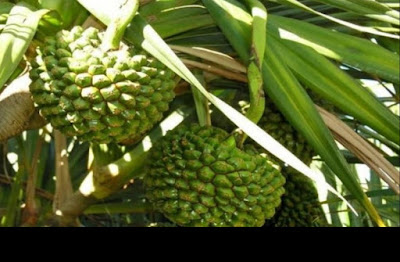 Αν βρείτε αυτό το φυτό θα γίνεται πλούσιοι! - Δείτε γιατί