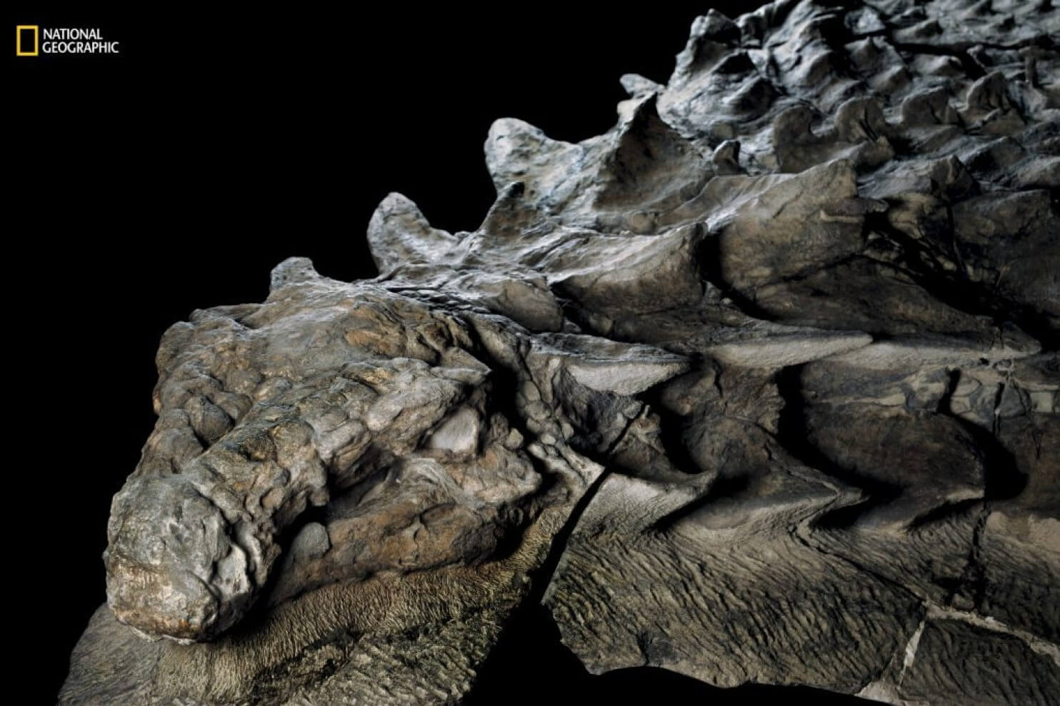 Extremely Rare Dinosaur Fossil Resembling A Statue Was Discovered In Alberta