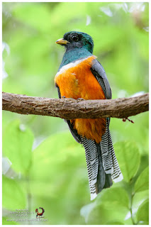 Orange-bellied Trogon (Trogon aurantiiventris) - male
