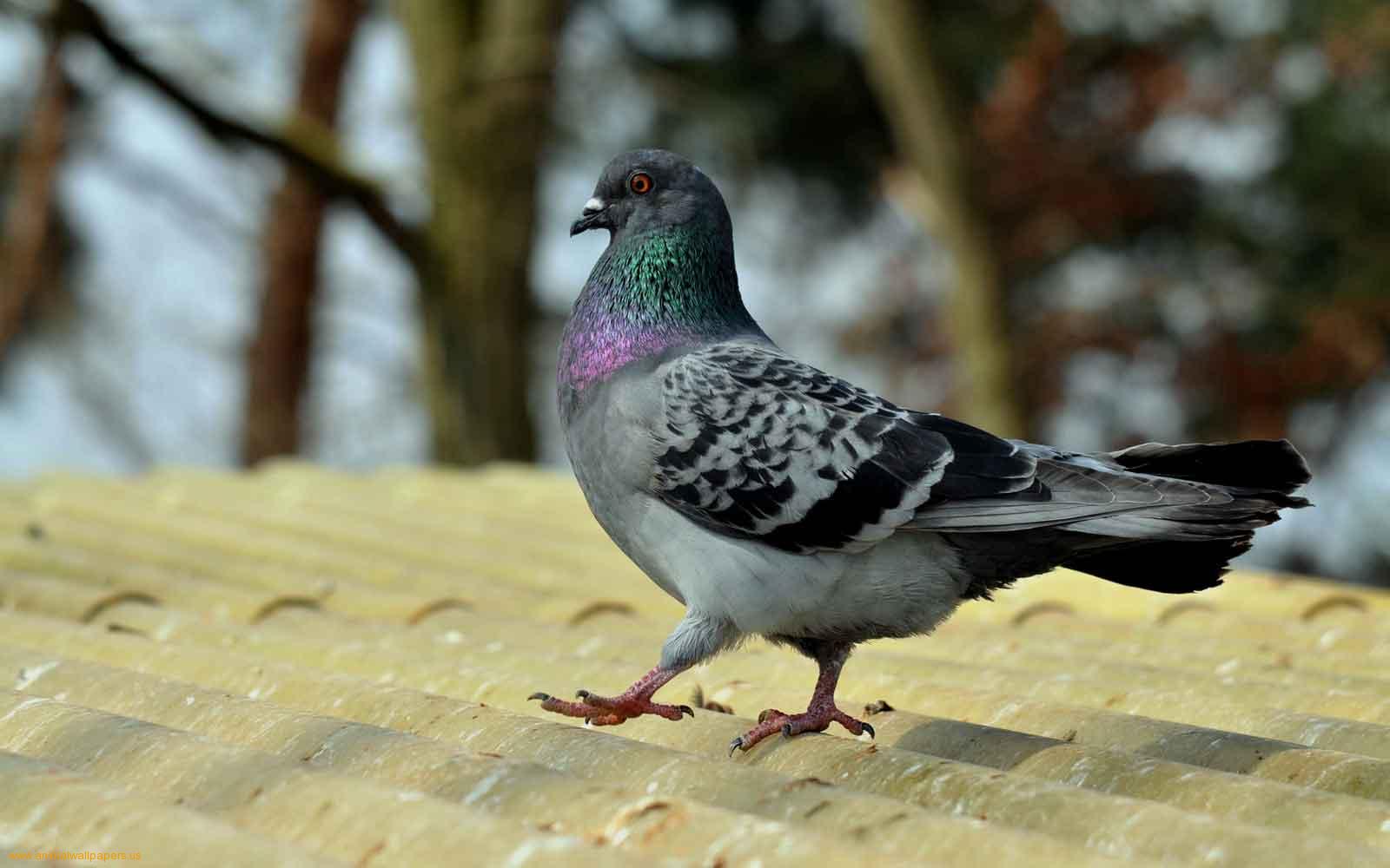 All Wallpapers: Pigeon Birds Wallpapers
