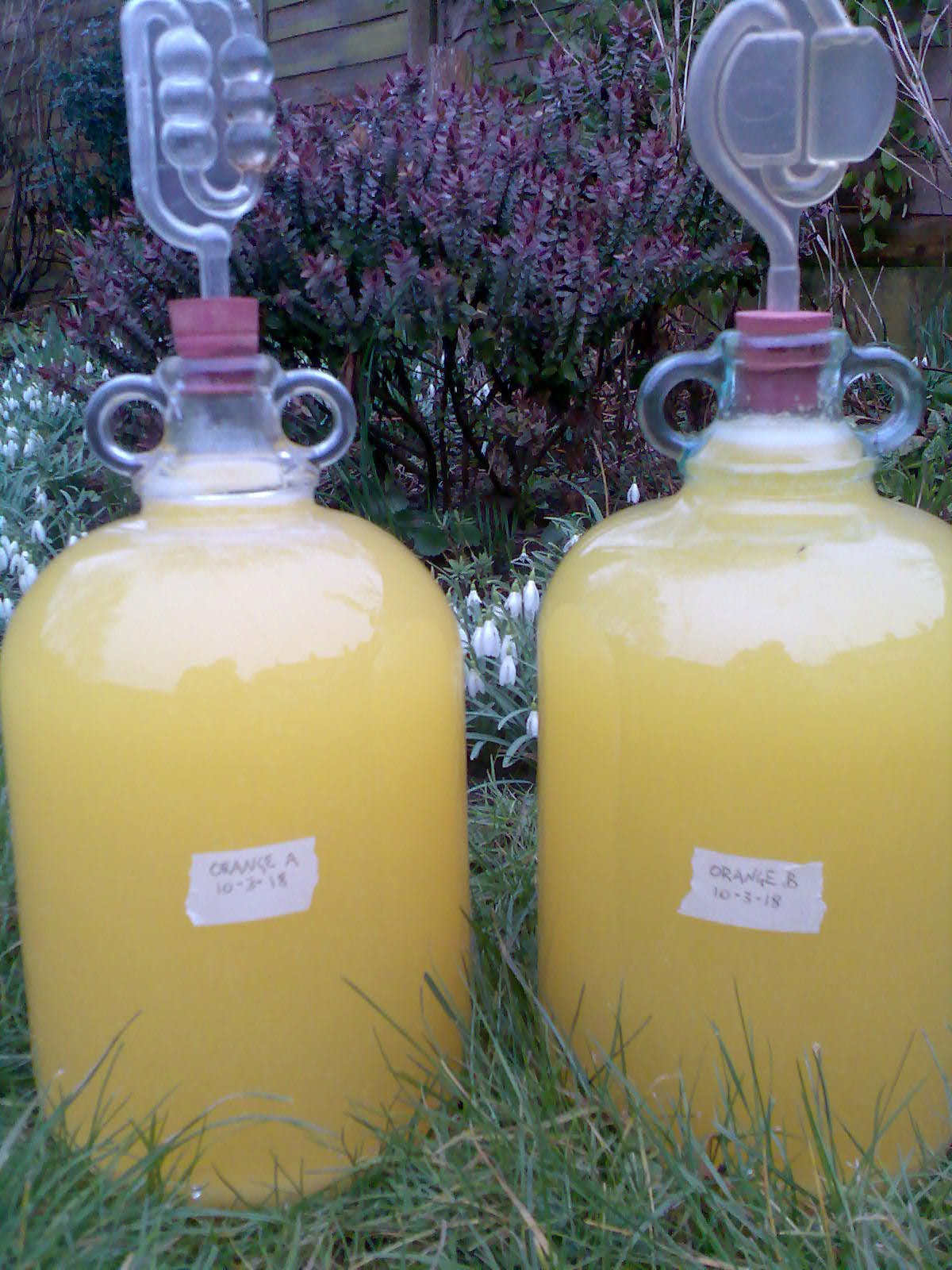 Ben's Adventures in Wine Making Orange Wine 2018 The Making Of...