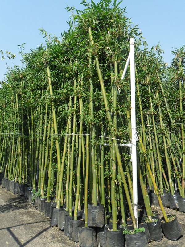 Kebun Bambu: Pohon Bambu