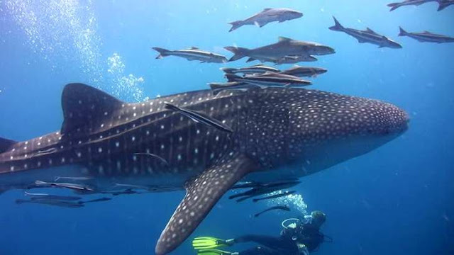 Pulau Papua Habitat Perkawinan Hiu Paus Pulau Papua Habitat Perkawinan Hiu Paus