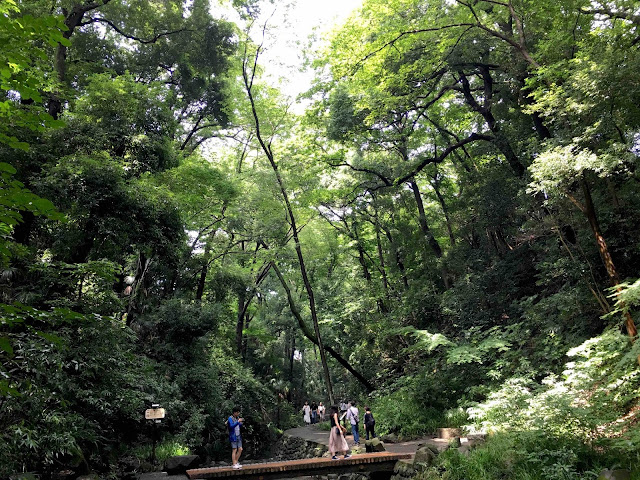 東京23区内唯一の渓谷、等々力渓谷が思ってた以上に自然感満載だった【n】