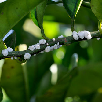 White-wax-scale-on-citrus.jpg