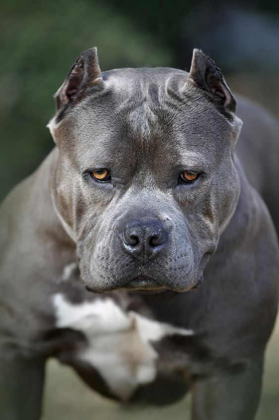 EADD TV / VIDEO CHANNEL AMERICAN BULLY STANDARD ABKC Historia
