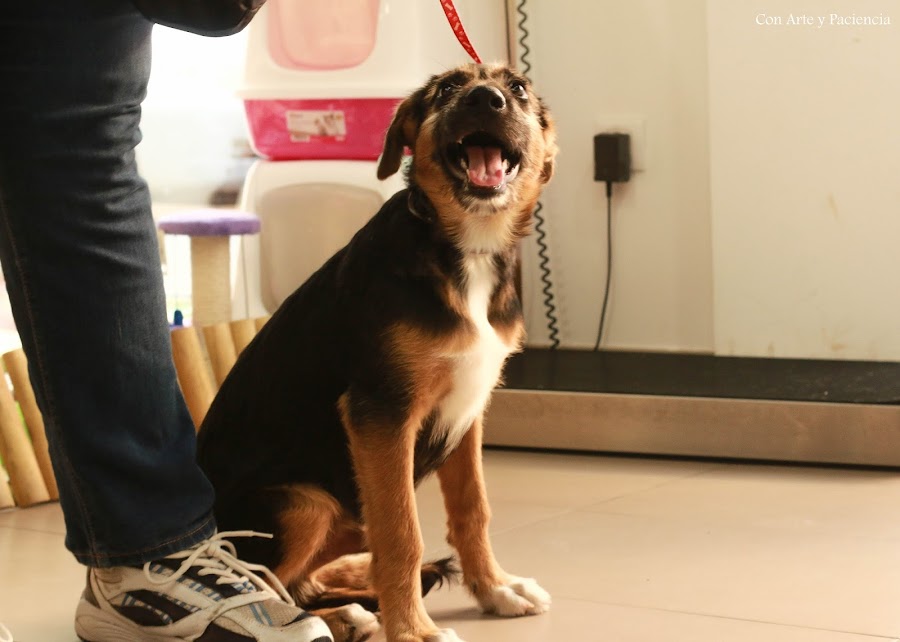 adoptar, perro, salvar una vida, valencia, alzira, maltratado, rio,adoptante, miedo, cariño, amor, ternura, 