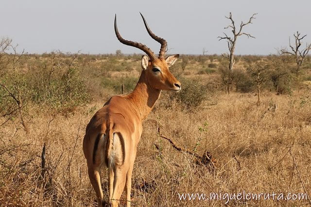 Impala-Lower-Sabie-safari-Kruger
