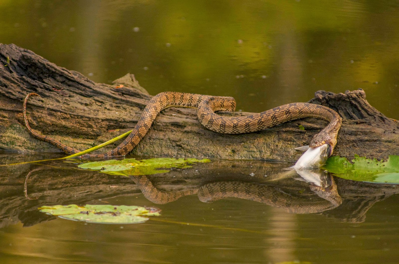 Много змей в воде. Змея в воде. Озерные змеи. Плавающие змеи. Уж в воде.