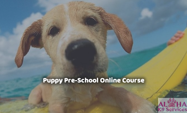Puppy Pre-School - professional Dog training Course