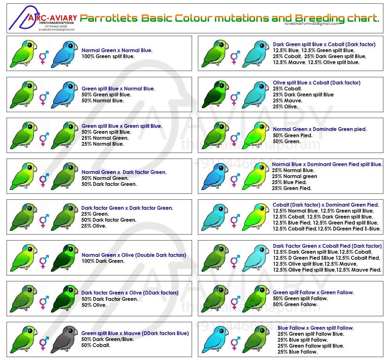 Green Cheek Conure Chart