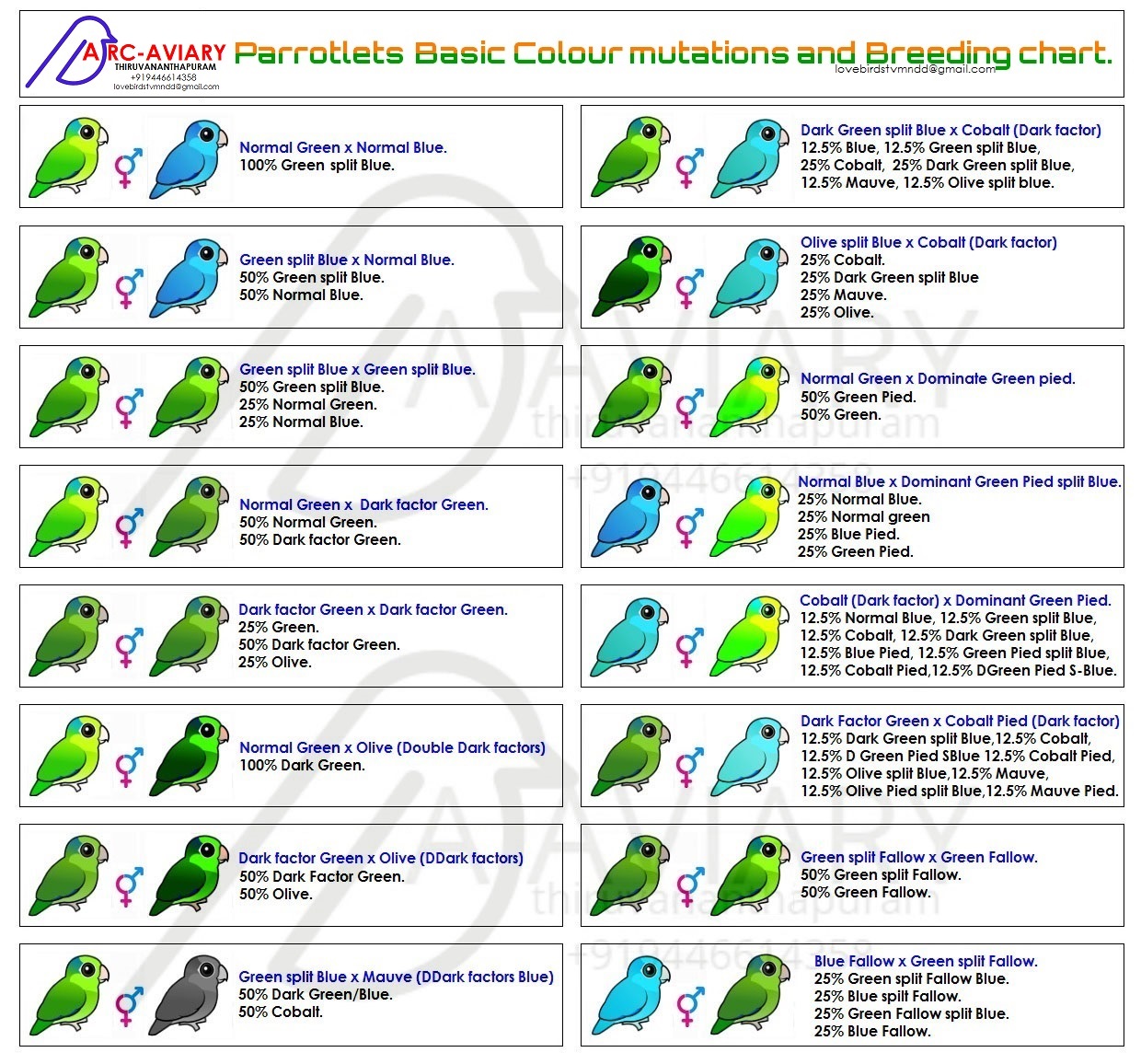 Parrotlet Color Chart