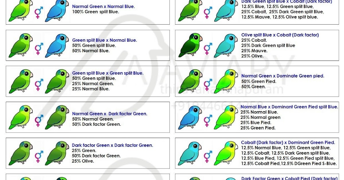 parrotlets basic colour mutation and chart parrotlet mutation chart