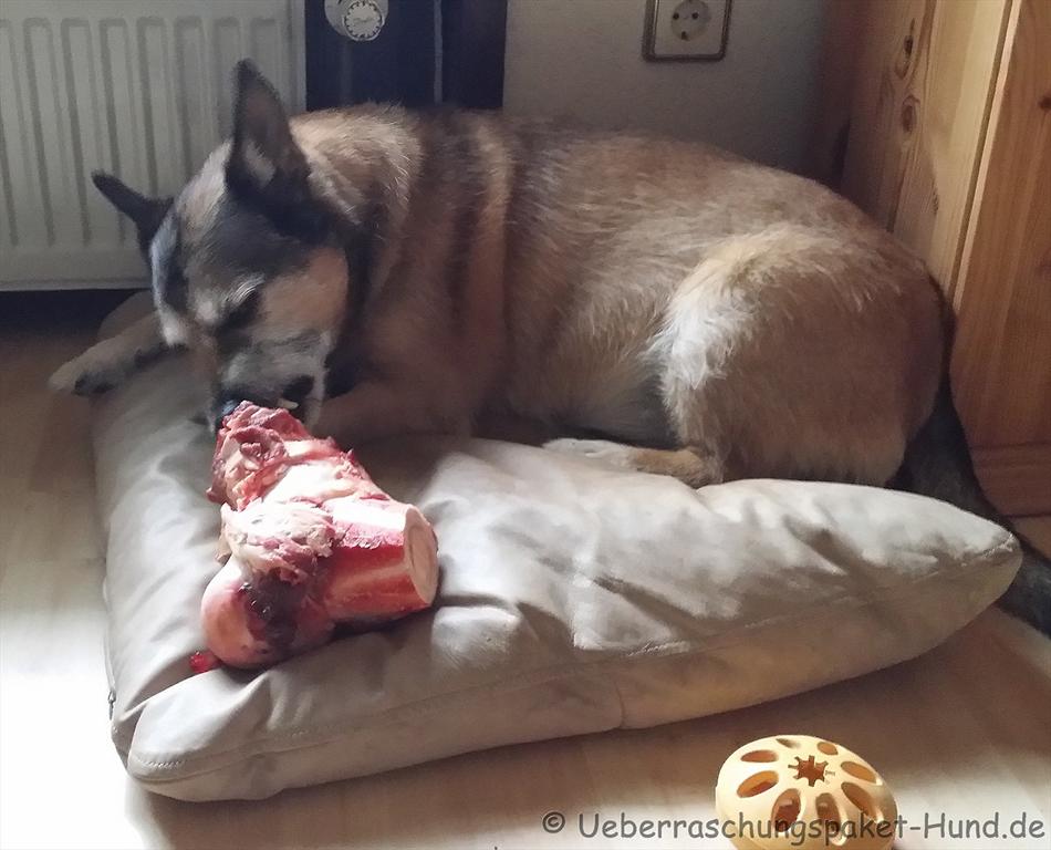 Uberraschungspaket Hund Ein Hundeblog Der Zeigt Wie