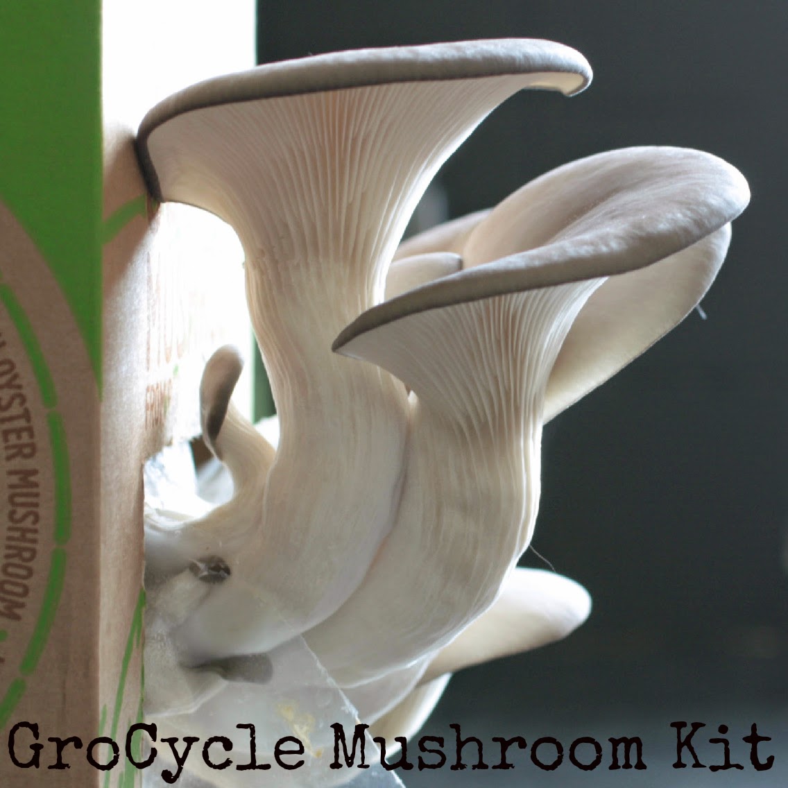 GroCycle use waste coffee grounds to grow delicious gourmet oyster mushrooms and now with one of their kits you can enjoy fresh mushrooms in your own kitchen and what better way to enjoy them than with a simple tofu dish?