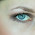 Bild der Augen einer Tarantel