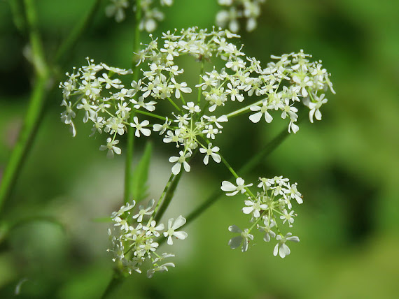 Trybula leśna (Anthriscus sylvestris L.) trybula leśna