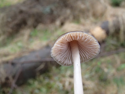 Mycena strobilicola – grzybówka wiosenna