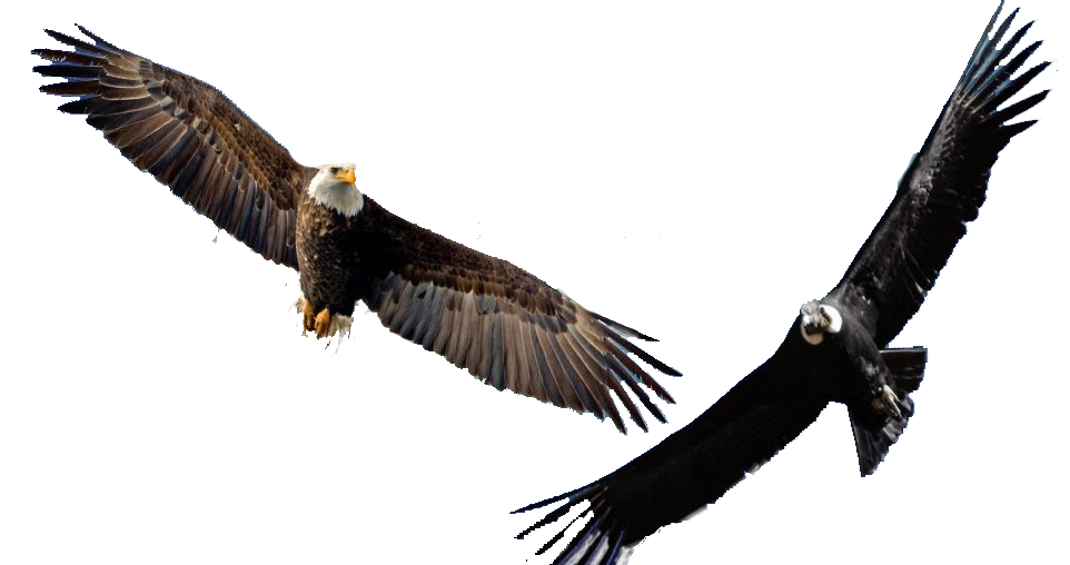 EKOGEO ELANG BOTAK (BALD EAGLE) , BURUNG LAMBANG NEGARA