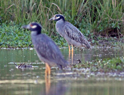 herons night yellow water river texas dallas crowned trinity bridge calatrava backlight casting trails