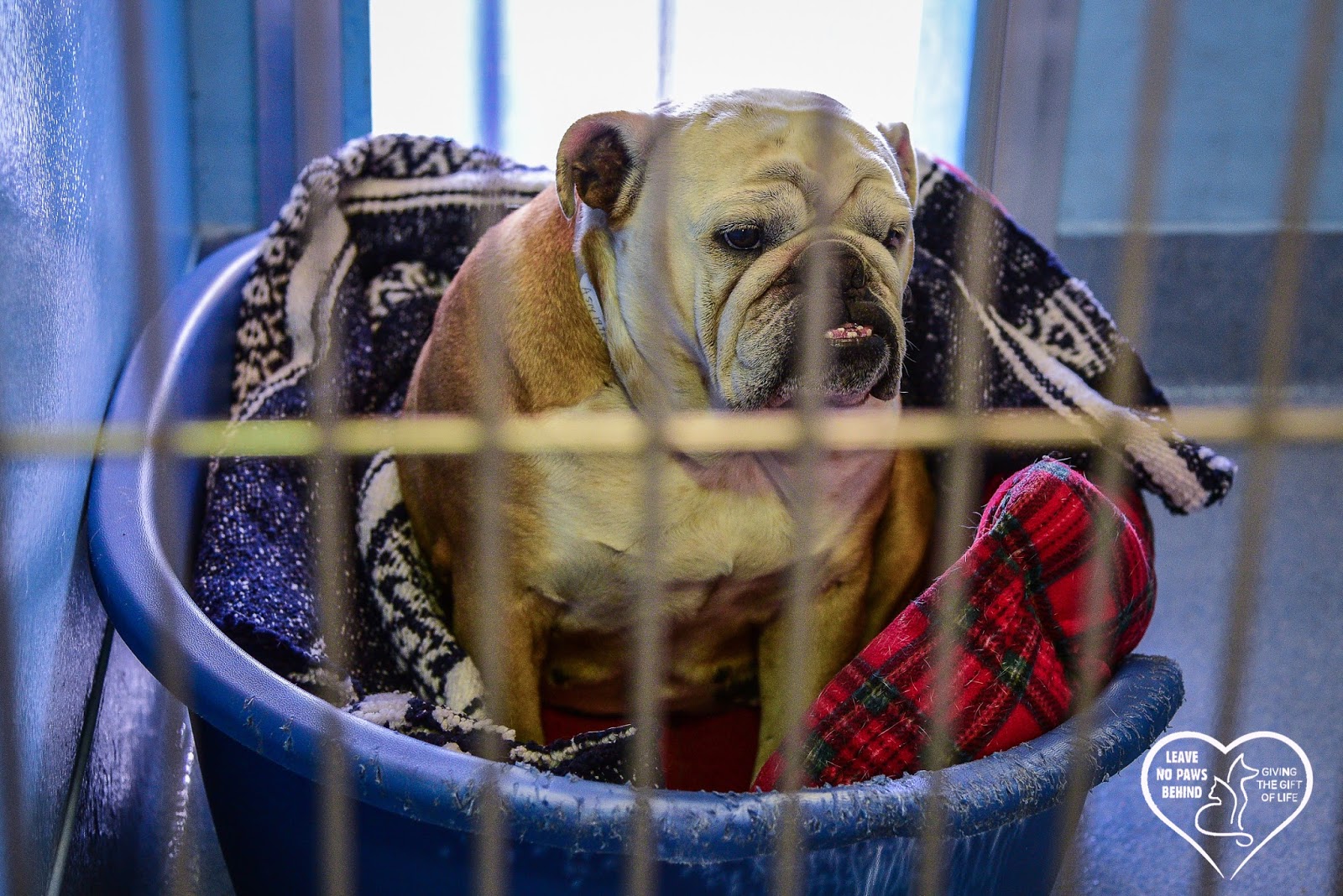 Baldwin Park Shelter Animals Available As Of 1102018