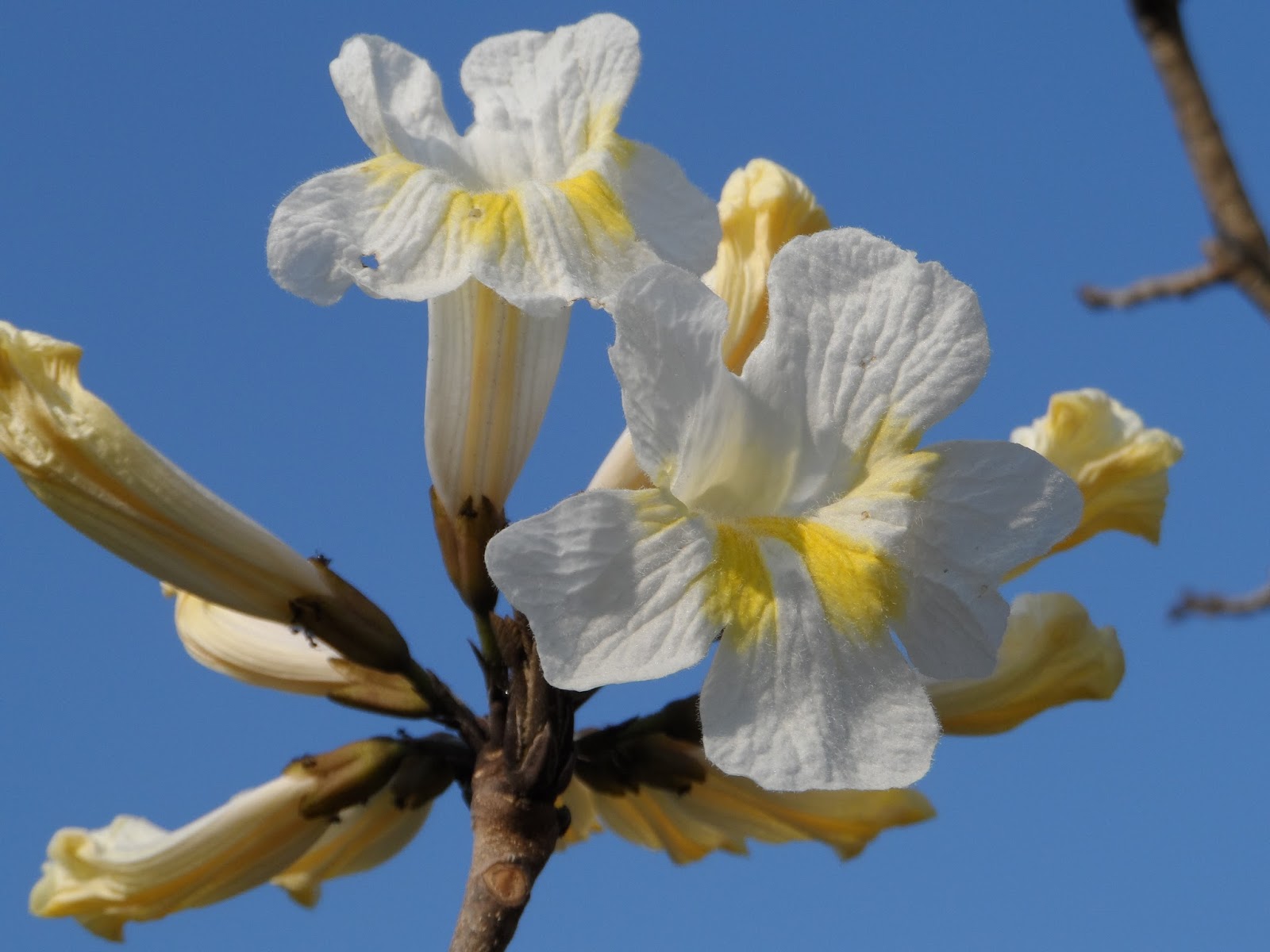 Ipê-branco {Tabebuia roseoalba (Ridl.) Sandwith.} | A planta da vez