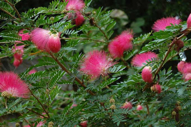 CARA MENYEMAI BIBIT KALIANDRA MERAH http://tipspetani.blogspot.com/2017/10/cara-menyemai-bibit-kaliandra-merah.html
