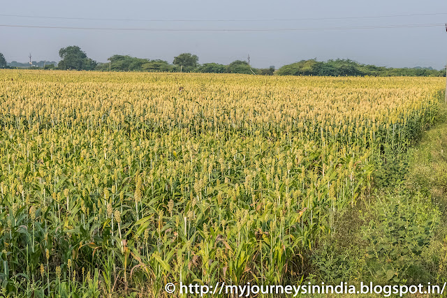 Jowar Field Andhra