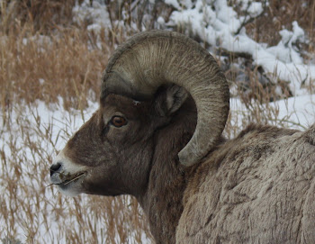 Bighorn Sheep