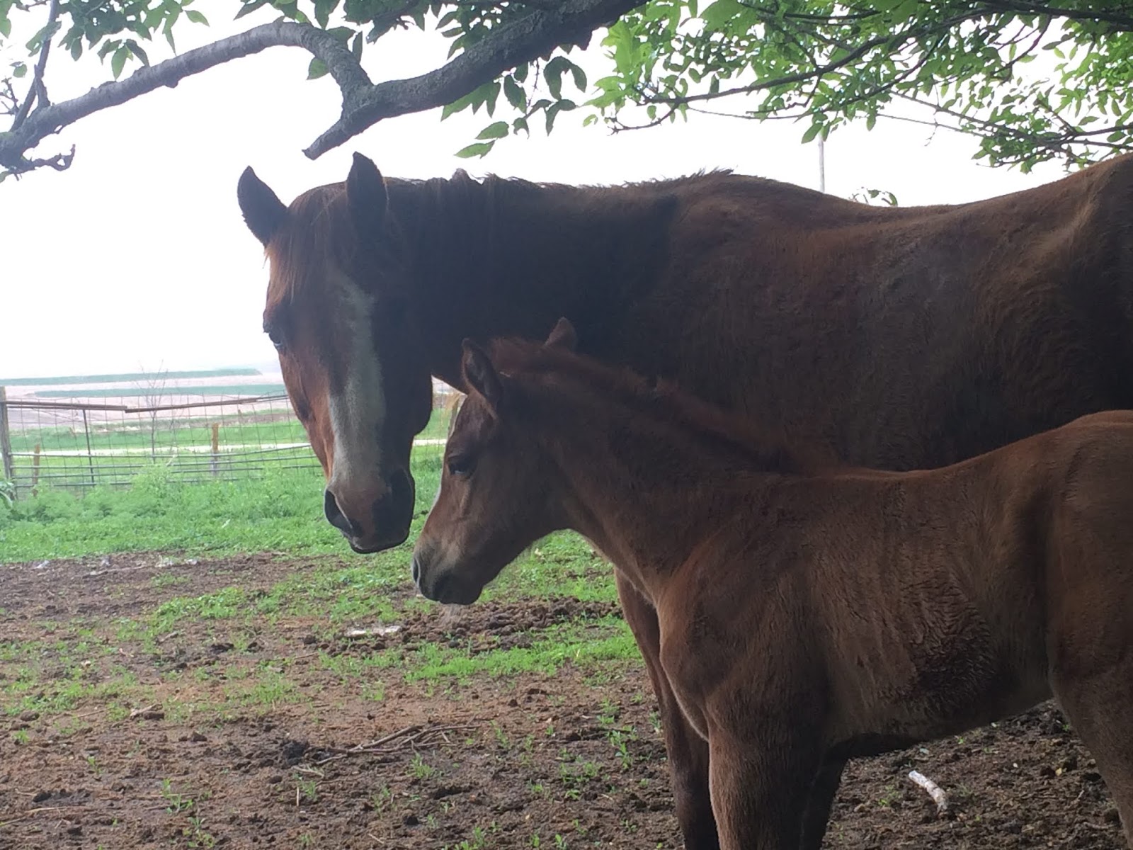 Windy Creek Quarter Horses Windy Creek babies have arrived!