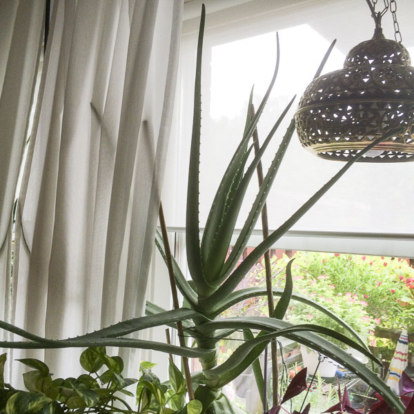 aloevera aloevera