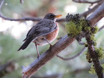 American Robin