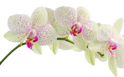 flower orchid orchids wallpapers flowers backgrounds background desktop purple pink pack lovely orchidee orquideas fond orkide blanc ecran rose para