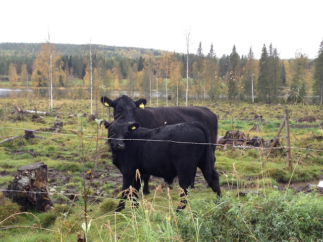 พักร่างที่ Storforsen