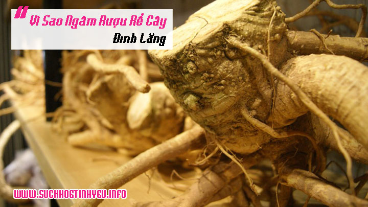 Vì sao ngâm rượu rể cây đinh lăng