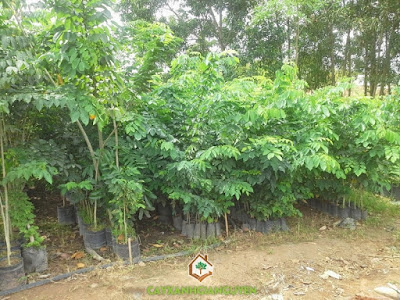 ươm chồi giáng hương