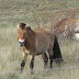 Los caballos Przewalski nueva familia en la Reserva de San Cebrián
