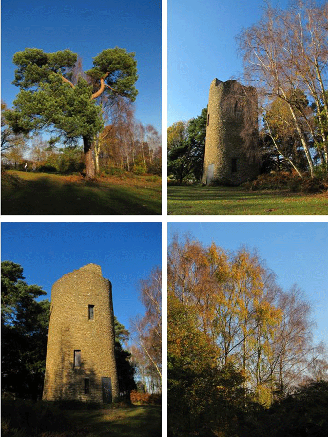 Chattering Chough Chinthurst Hill