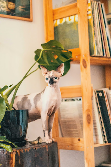 Animals photos Animals photos