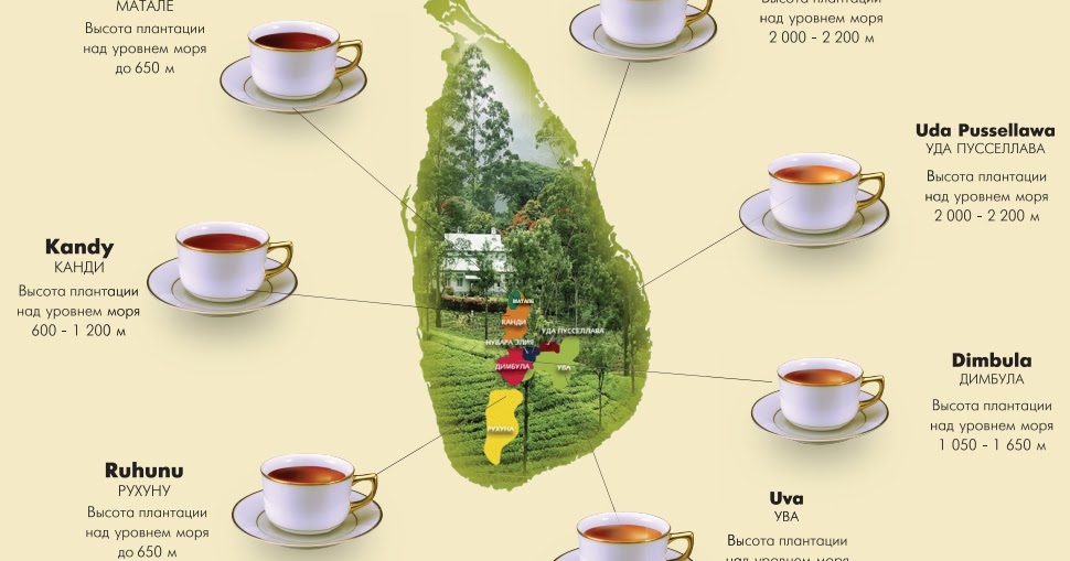 Шри ланка кофе. Чайные плантации Шри Ланка на карте. Канди Шри Ланка чайные плантации. Чайные плантации на Шри Ланке на карте. Чайная карта чай и травы.