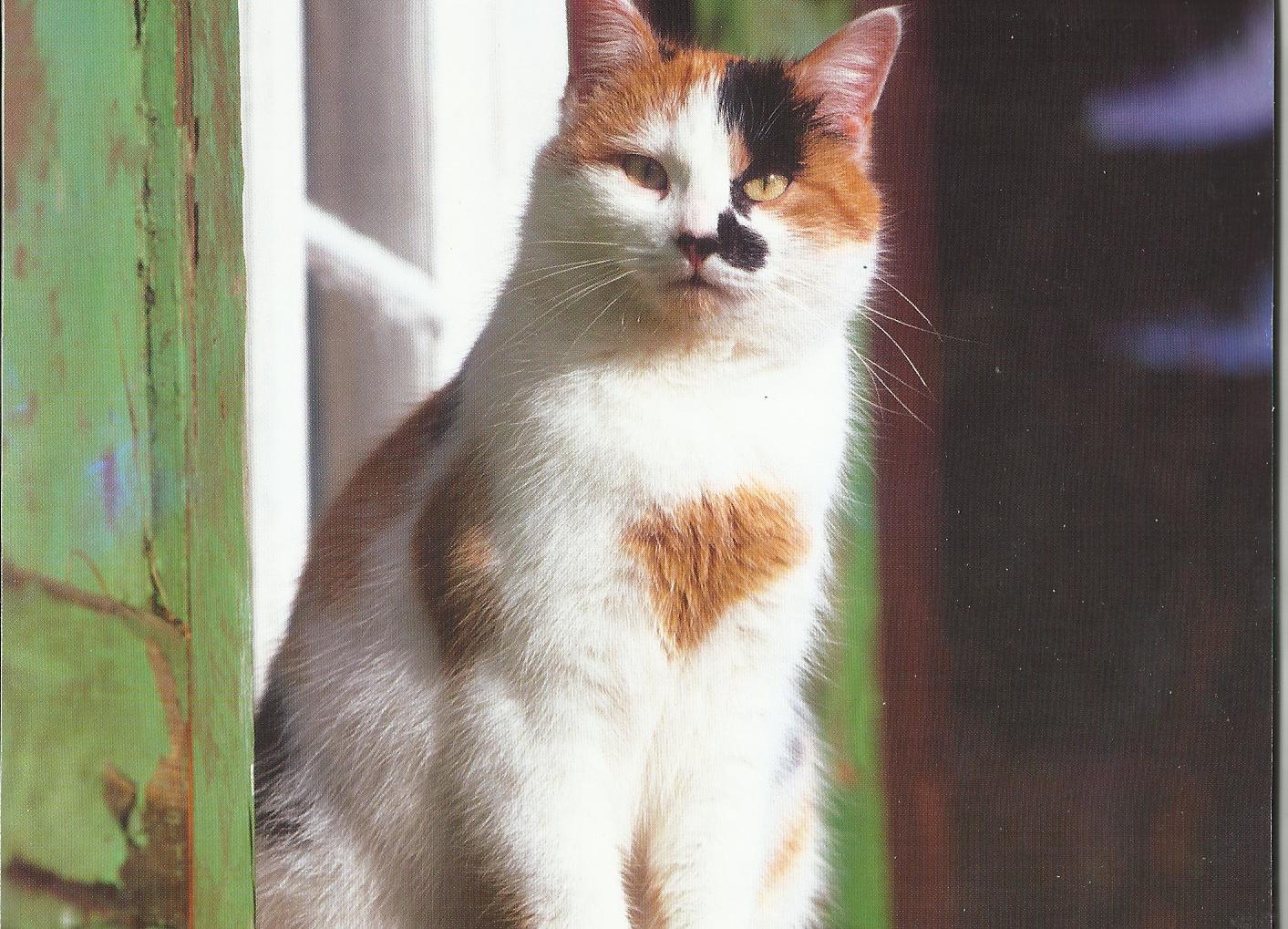 HD Wallpapers and Backgrounds of animals and pets: Foxes, Horses, Tiger, Dogs, Cats, Squirrels, Rabits and Others