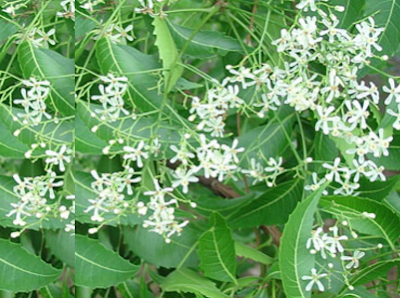 Benefits of Neem for hair, skin and health Get rid of blackheads Benefits of Neem for hair, skin and health Get rid of blackheads